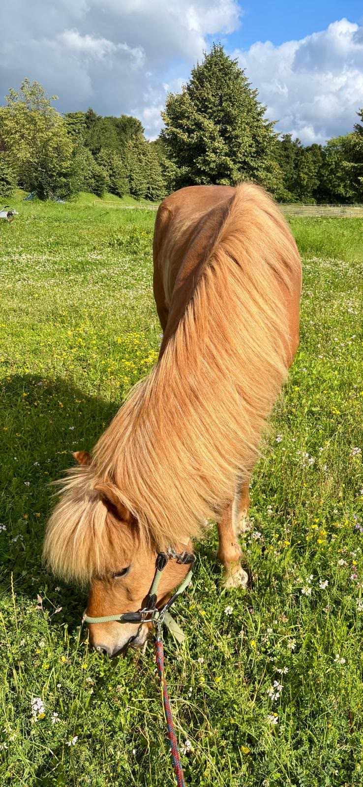 Shetlandpony grast auf der Sommerweide